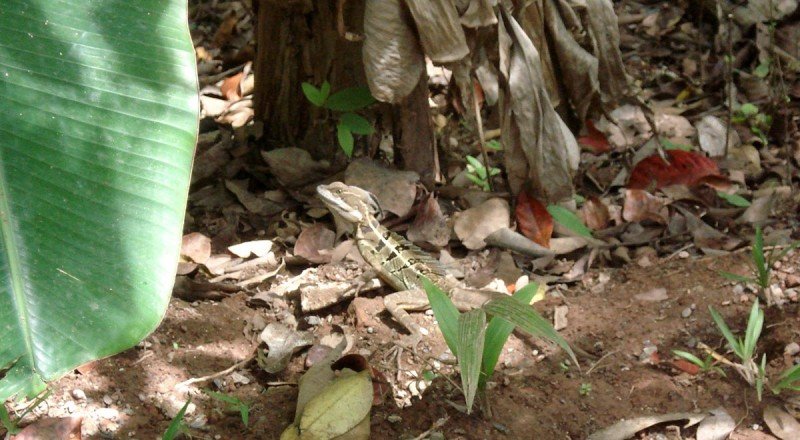 COIBA-PANAMA-(15)