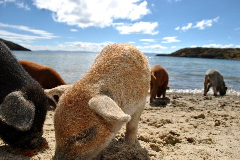 TITICACA-COPACABANA-WUAT-(29)